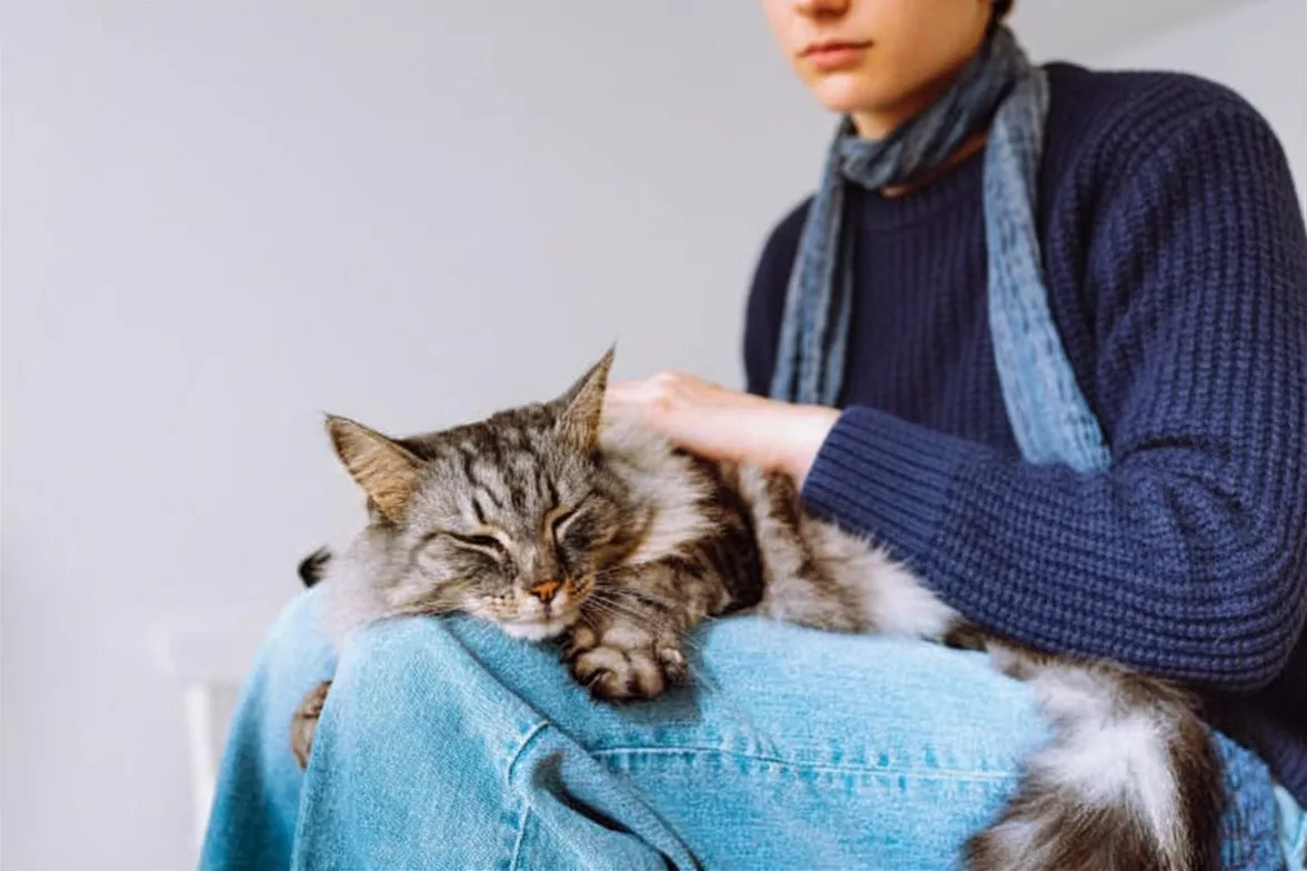 Get help from a trusted local cat sitter