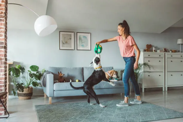 Find pet groomer near you