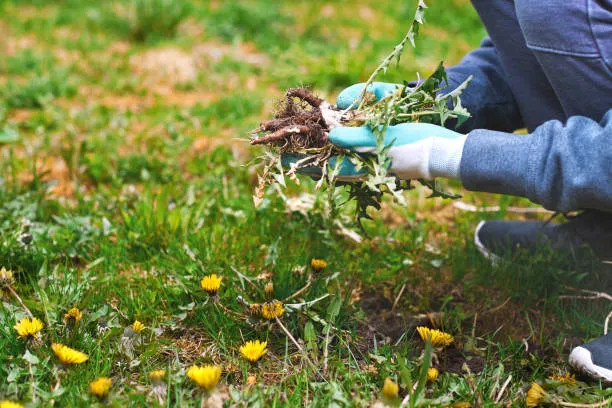 Get help from a trusted local lawn repairer