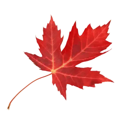 Maple Leaf