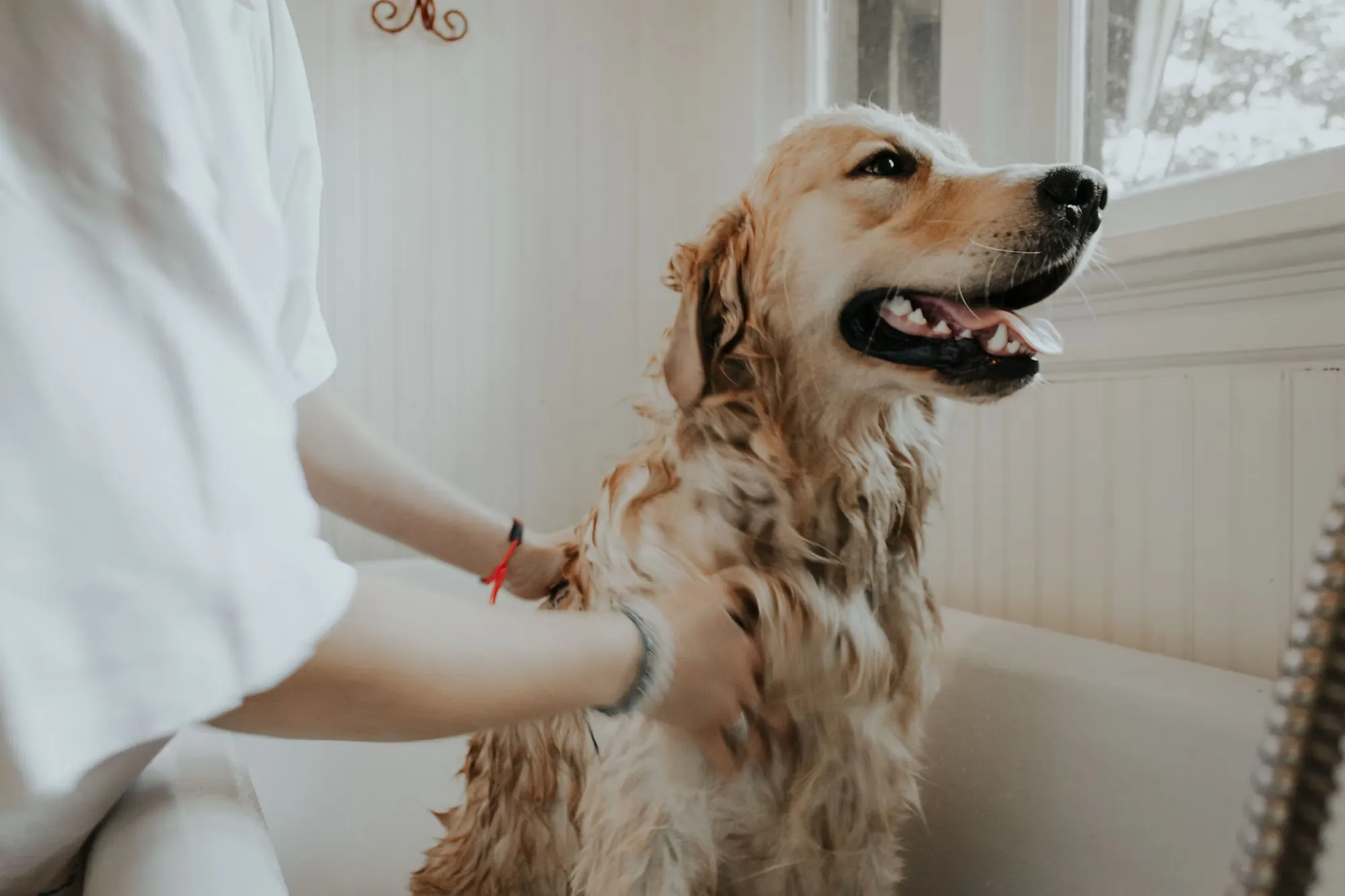 Pet Care