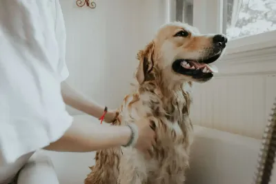 Pet Care