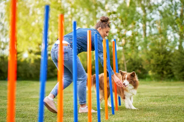 Pet training
