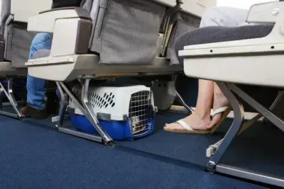 Get help from a trusted local pet transporter