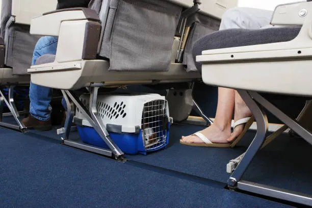 Pet transportation
