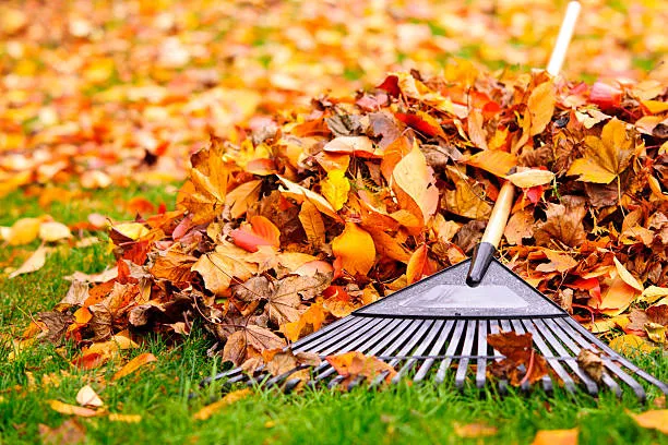Get help from a trusted local leaf raker