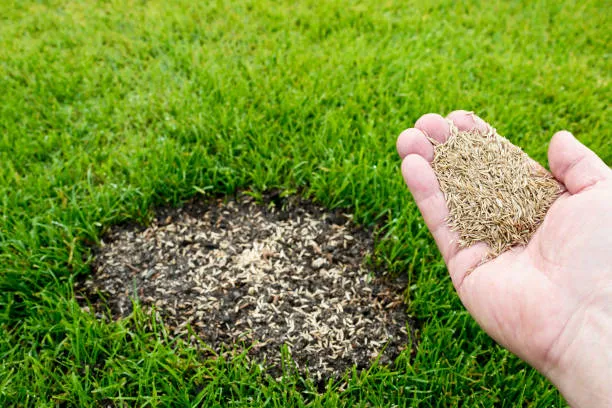 Find lawn expert near you