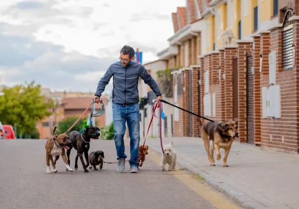 Get help from a trusted local dog walker